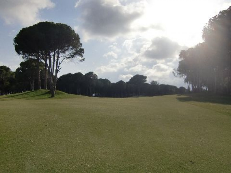 Carya 2