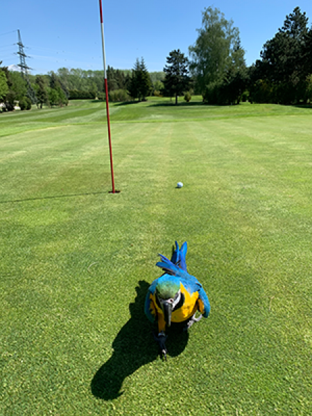 GC Stark Der wahre Birdie Pedro IMG 8079